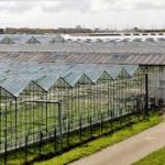 How to Feed 9.8 Billion Sustainably